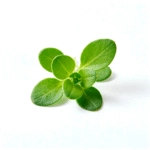 Bacopa Monnieri Extract for Memory